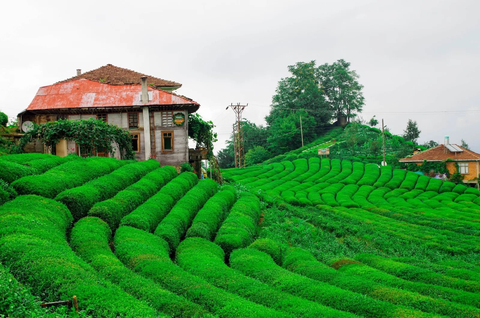 The Tea Story — Karadeniz Neandr Stops